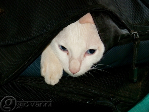 cat in the bag (1)